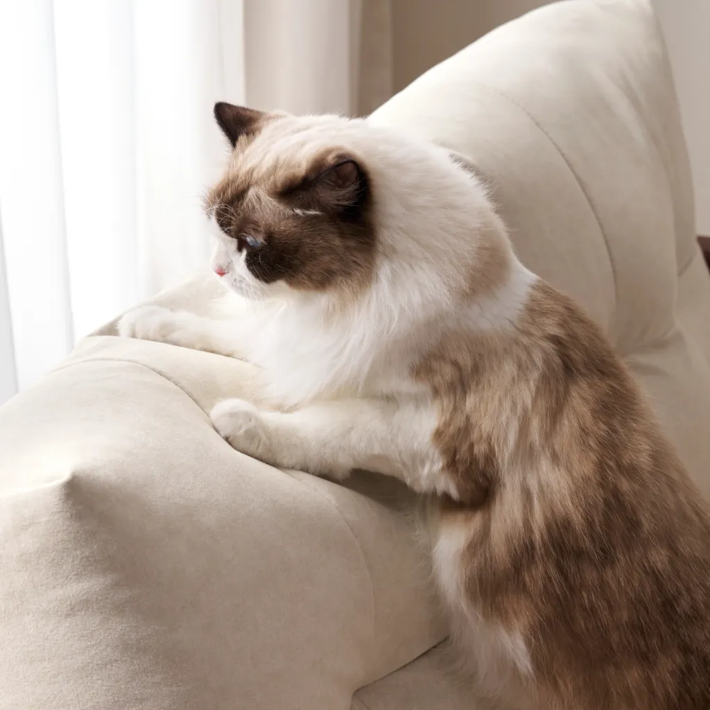 sf02b-1.4m-go-tu-nhien-ghe-sofa-giuong-doi-da-nang-07.webp